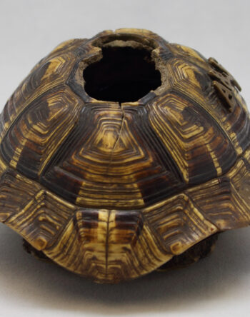 2 Fmedia2 F11388952 F0213 122 tortoise 1